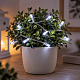 Linder Exclusiv Коледна верига с батерии 30 LED Cold White