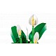 LEGO® Botanicals 11504 Lopatkovec